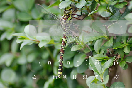 農(nóng)商銀行貸款逾期未催(銀行貸款沒有到期就催還款)