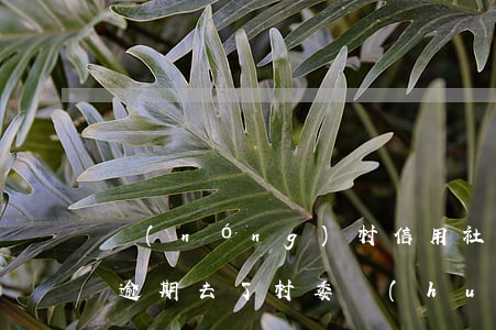 農(nóng)村信用社信用卡逾期（信用卡逾期去了村委會(huì)）
