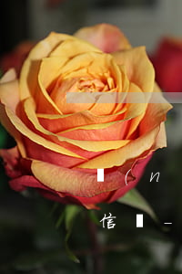 農(nóng)村信用社利息逾期一天上征信嗎-農(nóng)村信用社利息逾期一天會不會影響再次貸款
