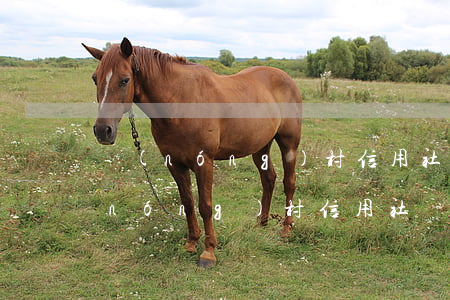農(nóng)村信用社貸款逾期五年(農(nóng)村信用社貸款沒還五年了)