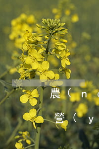 農(nóng)村土地承包經(jīng)營(yíng)權(quán)公司怎么補(bǔ)償