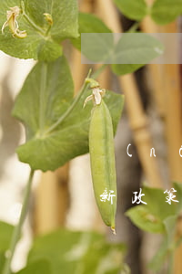 農(nóng)村土地流轉(zhuǎn)新政策(農(nóng)村土地流轉(zhuǎn)新政策)
