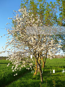 農(nóng)村宅基地放棄遺產(chǎn)繼承權(quán)怎么寫?(農(nóng)村宅基地遺產(chǎn)繼承問(wèn)題)