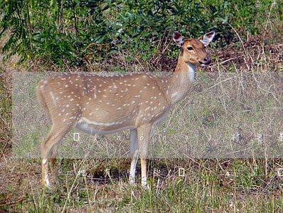 農(nóng)村宅基地糾紛如何處理（宅基地有哪些規(guī)定）