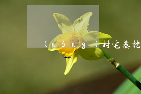 農(nóng)村宅基地離婚怎么分