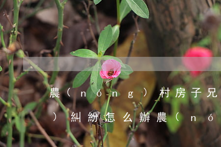 農(nóng)村房子兄弟房產(chǎn)糾紛怎么辦(農(nóng)村房子兄弟房產(chǎn)糾紛怎么辦,有房產(chǎn)證)