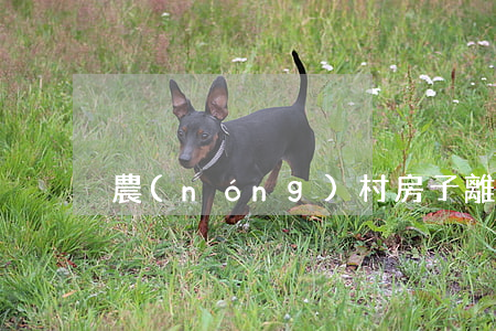 農(nóng)村房子離婚怎么分割