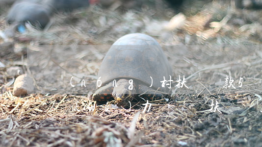 農(nóng)村扶貧貸款5萬(wàn)無(wú)力償還-扶貧貸款五萬(wàn)還不上怎么辦?