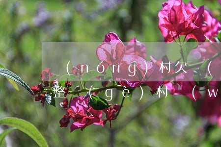 農(nóng)村欠網(wǎng)貸不還(整個(gè)村網(wǎng)貸不還)
