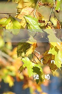農(nóng)村的自建房法院可以拍賣嗎(法拍農(nóng)村自建房能買嗎)
