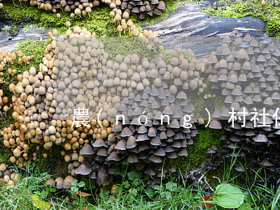 農(nóng)村社保新政策