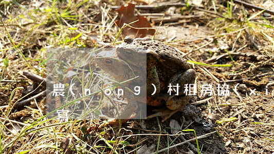 農(nóng)村租房協(xié)議怎么寫