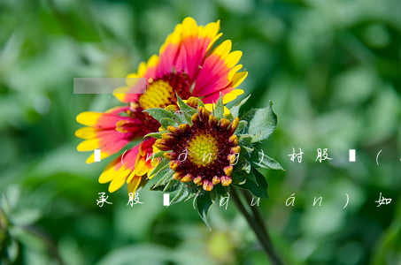 農(nóng)村股權(quán)怎么繼承(股權(quán)如何繼承)