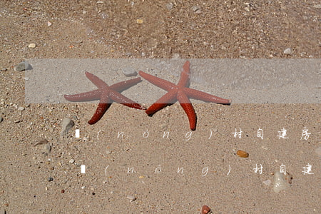 農(nóng)村自建房可以被法院拍賣嗎(農(nóng)村自建房可以執(zhí)行拍賣嗎)