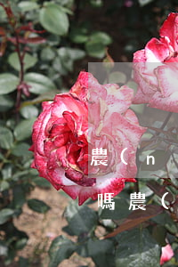 農(nóng)村違法建好的房屋可以買賣嗎(農(nóng)村土地私自買賣建房違法嗎?)