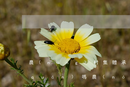 農(nóng)村集體承包土地有繼承權(quán)嗎(農(nóng)村集體土地承包權(quán)可以繼承嗎?)
