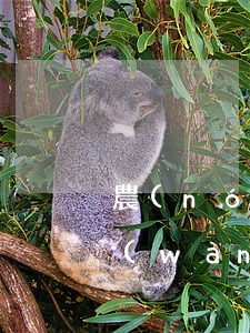 農(nóng)業(yè)信用卡逾期2萬(wàn)-農(nóng)業(yè)信用卡3萬(wàn)多逾期