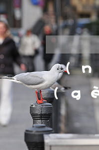農(nóng)業(yè)信用卡逾期一個(gè)月還能用嗎-農(nóng)業(yè)銀行逾期一個(gè)月影響其他信用卡提額嗎