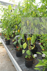 農(nóng)業(yè)信用卡逾期三天還款后果(農(nóng)行信用卡 逾期一天)