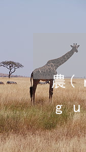 農(nóng)業(yè)信用卡逾期規(guī)定(農(nóng)業(yè)信用卡逾期規(guī)定多久恢復(fù))