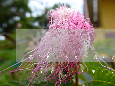 農(nóng)業(yè)貸款還不起-農(nóng)業(yè)貸款還不起會怎么樣