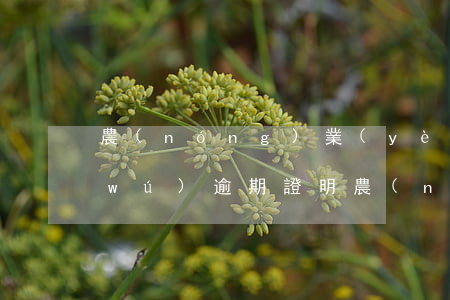 農(nóng)業(yè)銀行信用卡無(wú)逾期證明(農(nóng)業(yè)銀行非惡意逾期證明范本 模板)