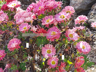 農(nóng)業(yè)銀行信用卡逾期扣款多少(農(nóng)業(yè)銀行逾期扣款是怎么回事)