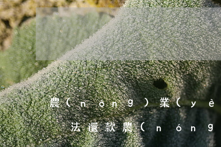 農(nóng)業(yè)銀行信用卡逾期沒法還款(農(nóng)業(yè)銀行還款逾期一天怎么才不上征信)