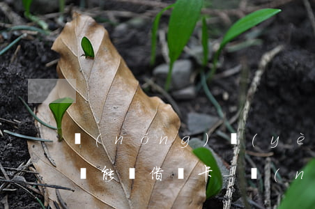 農(nóng)業(yè)銀行信用卡逾期還能辦借記卡-農(nóng)業(yè)銀行信用卡逾期還能辦借記卡嗎