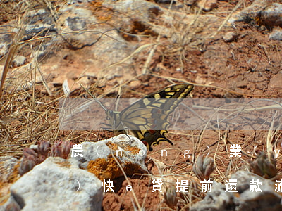 農(nóng)業(yè)銀行助業(yè)快e貸提前還款流程-農(nóng)業(yè)銀行助業(yè)快e貸提前還款流程圖