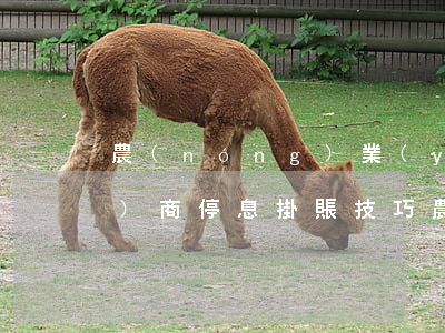 農(nóng)業(yè)銀行協(xié)商停息掛賬技巧(農(nóng)業(yè)銀行可以協(xié)商停息掛賬嗎)