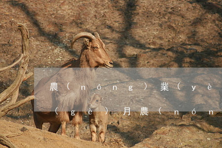 農(nóng)業(yè)銀行卡逾期一個(gè)月(農(nóng)業(yè)銀行卡逾期一個(gè)月還可以貸款買車嗎)