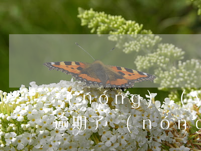 農(nóng)業(yè)銀行虛擬信用卡逾期了(農(nóng)業(yè)銀行虛擬信用卡逾期了會(huì)怎么樣)