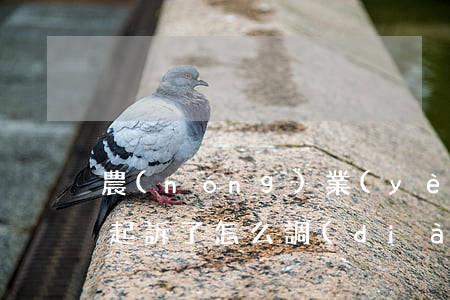 農(nóng)業(yè)銀行貸款逾期被起訴了怎么調(diào)解（農(nóng)業(yè)銀行放款逾期多久才起訴）