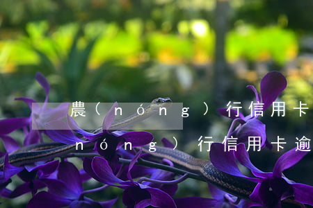 農(nóng)行信用卡兩次逾期4天(農(nóng)行信用卡逾期兩個多月)