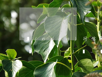 農(nóng)行信用卡逾期2個月會被凍結(jié)嗎-農(nóng)行信用卡逾期2個月會被凍結(jié)嗎怎么辦