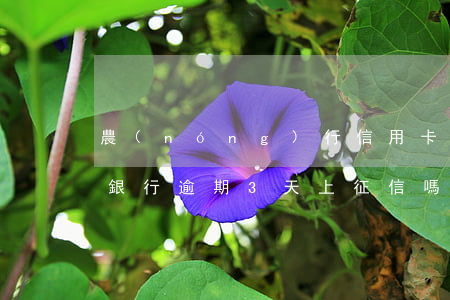農(nóng)行信用卡逾期3天會上征信(銀行逾期3天上征信嗎)