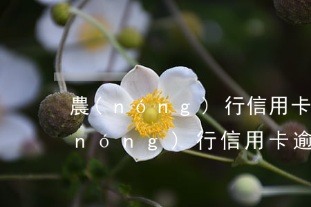 農(nóng)行信用卡逾期一天利息(農(nóng)行信用卡逾期了一周)