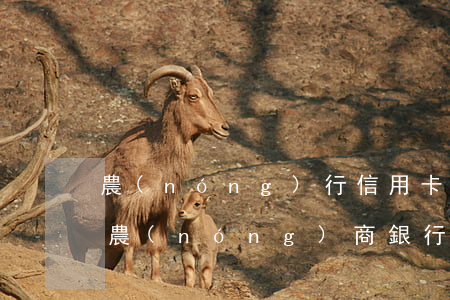 農(nóng)行信用卡逾期了半年嚴重嗎(農(nóng)商銀行信用卡逾期)