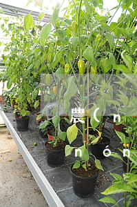 農(nóng)行信用卡逾期了怎么辦(農(nóng)業(yè)銀行信用卡逾期了農(nóng)業(yè)銀行卡還能用嗎)