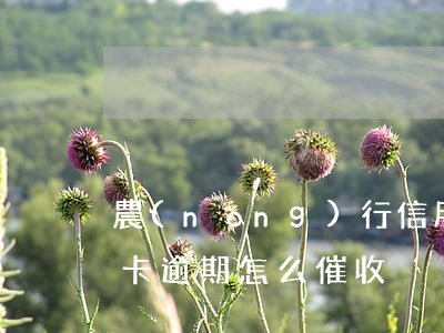 農(nóng)行信用卡逾期催收技巧(信用卡逾期怎么催收)
