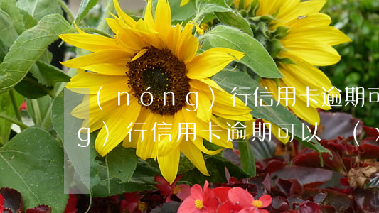 農(nóng)行信用卡逾期可 農(nóng)行信用卡逾期可以協(xié)商分期還款嗎?