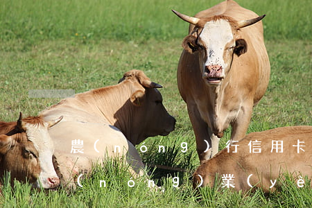 農(nóng)行信用卡逾期四天未還款(農(nóng)業(yè)銀行信用幣還款在幾天內(nèi)不算逾期)