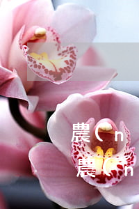 農(nóng)行信用卡逾期多久能還款-農(nóng)行信用卡逾期多久能還款還清