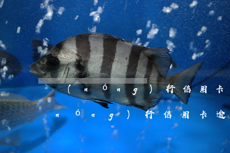 農(nóng)行信用卡逾期多久起訴(農(nóng)行信用卡逾期一年會起訴嗎)