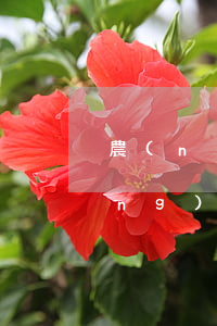 農(nóng)行信用卡逾期如何(農(nóng)行信用卡逾期幾天算逾期)