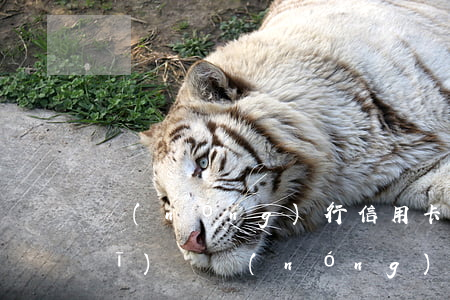 農(nóng)行信用卡逾期最新規(guī)則(農(nóng)行信用卡逾期多久不可以用)