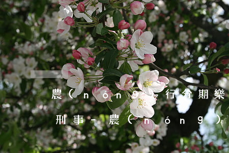 農(nóng)行分期樂逾期屬于民事還是刑事-農(nóng)行分期樂要求嚴格嗎