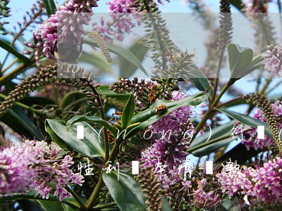 農(nóng)行網(wǎng)捷貸一次性利隨本清還款-
