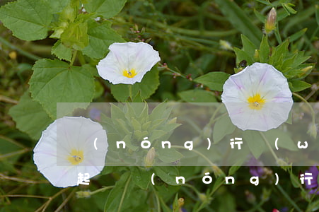 農(nóng)行網(wǎng)捷貸逾期起訴(農(nóng)行網(wǎng)捷貸起訴了怎么辦)